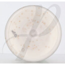 Green Tea Honey Drops Body Cream 500ml